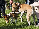 Basenji KSM Muenster 2014 (1133)